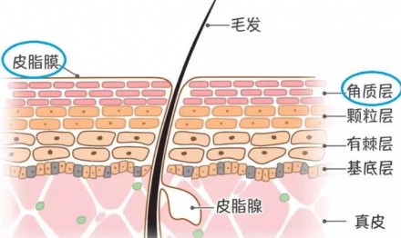 什么是神經(jīng)酰胺及其護(hù)膚作用有哪些？